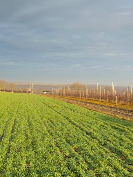 istock A long shot of a plantation 2196691135
