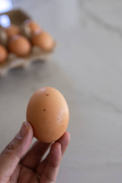istock Hand holding an organic brown egg stock photo 2196691361