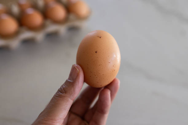 istock Hand holding an organic brown egg stock photo 2196691363