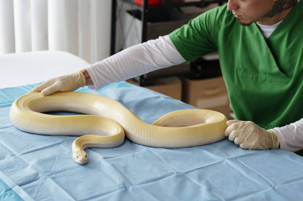 istock Handling Large Yellow Snake in Veterinary Clinic Setting 2196693093