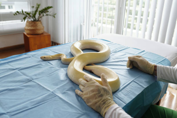 istock Handling Albino Snake in Veterinary Clinic Setting 2196693134