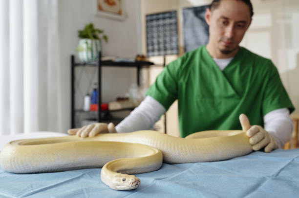 istock Veterinary Examining Snake in Medical Office Setting 2196693138