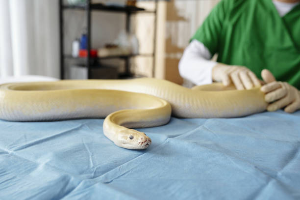 Handling Large Snake by Veterinary Professional in Clinic