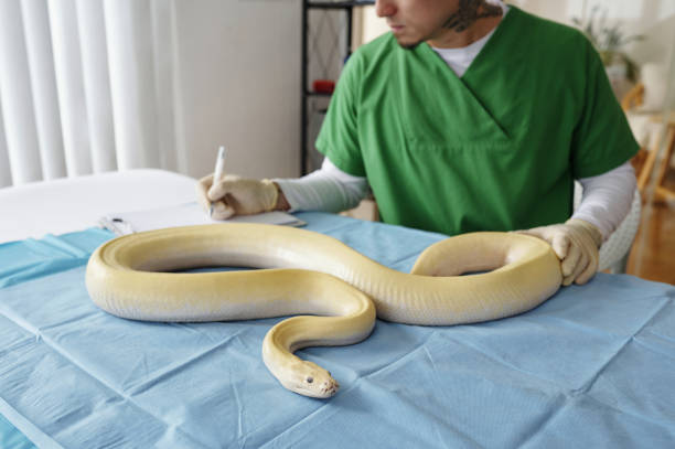 istock Examining A Large Yellow Snake on Examination Table 2196693161