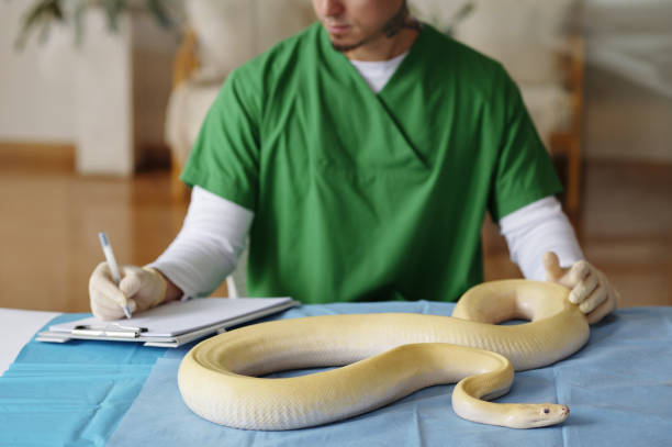 istock Examining Albino Snake on Veterinary Examination Table 2196693162