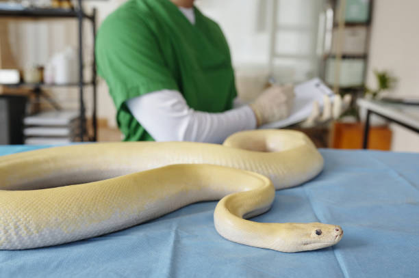 istock Veterinarian Handling Albino Snake on Examination Table 2196693167