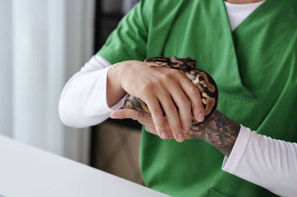 istock Caring for Snake by a Person in Green Outfit 2196693208