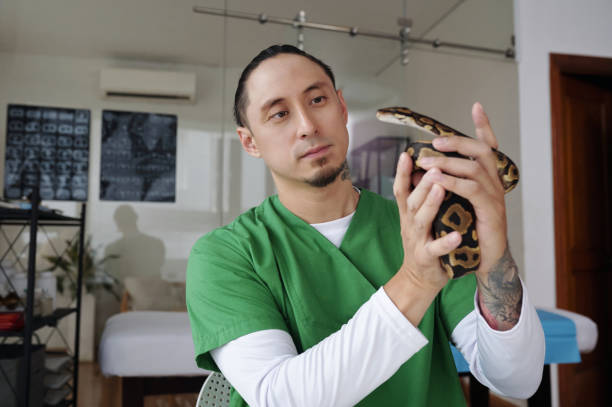 istock Holding Reptile During Inspection in Veterinary Clinic 2196693215