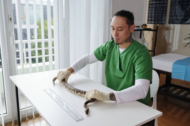 istock Veterinary Professional Handling Snake Examination 2196693226