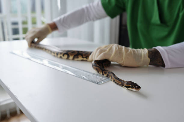 istock Handling Snake Carefully on White Table in Laboratory 2196693227