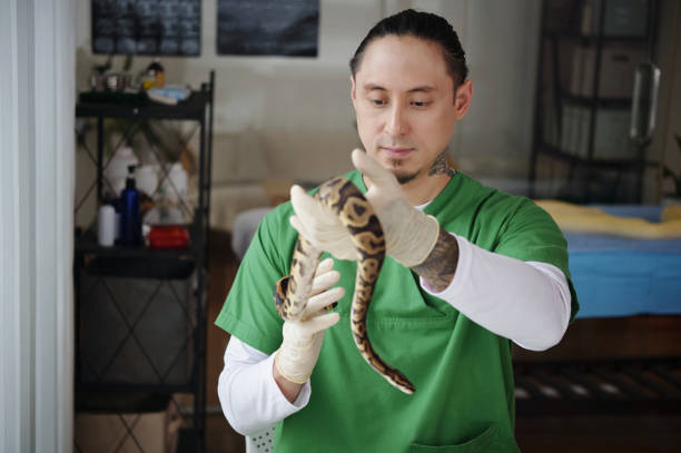 istock Man Handling Exotic Snake in Reptile Conservation Center 2196693253