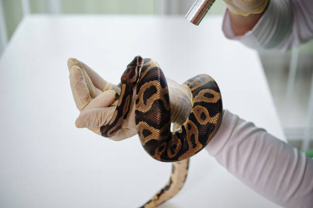 istock Handling Brown and Black Snake With Gloved Hand 2196693263