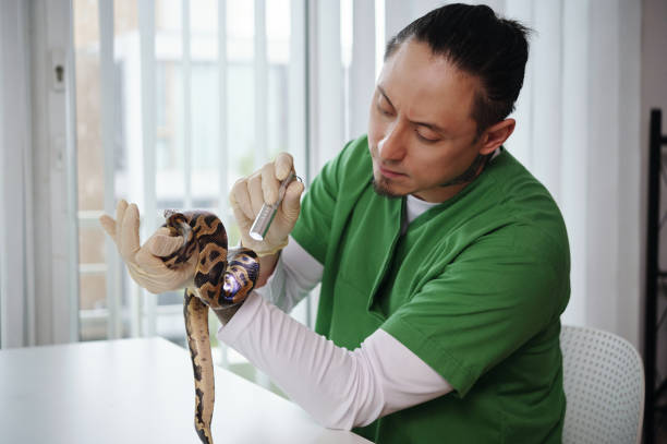 istock Caring for Snake with Veterinary Equipment in Clinic Setting 2196693265