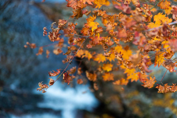 autumn landscape
