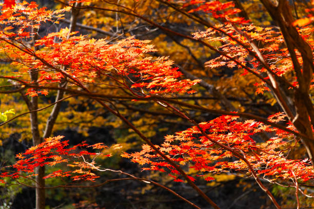autumn landscape