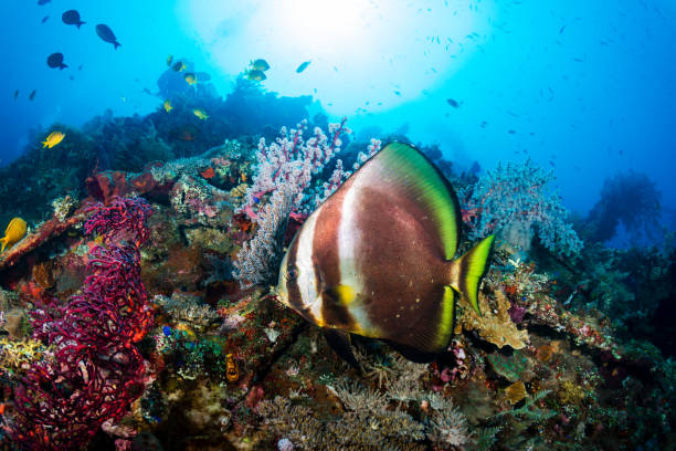 istock Longfin Batfish (Platax teira) on a tropical coral reef in Southeast Asia 2196693377