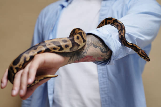 istock Handling a Snake with Tattooed Arm in Blue Shirt 2196693394
