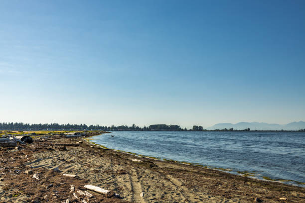 Centennial Beach shoreline in Delta BC with driftwood scattered along sandy beach, looking out across Boundary Bay under clear blue sky