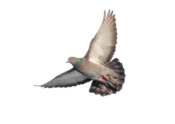 istock A pigeon is flying in the air with its wings spread out 2196693914