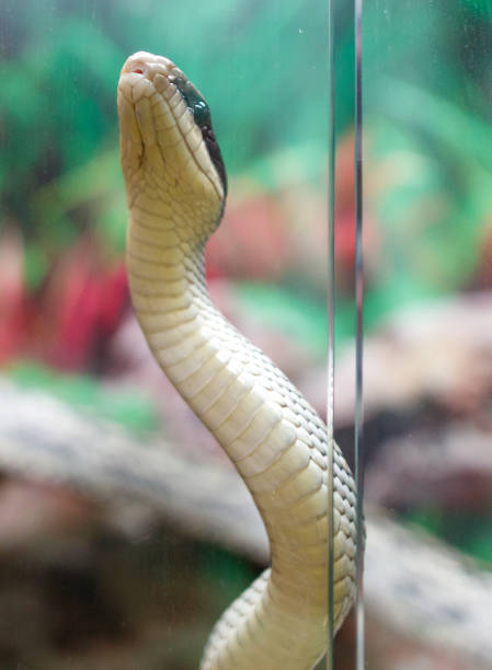 A snake is looking up at the camera