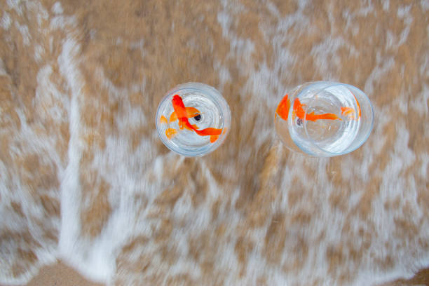 Miami , Florida, USA - December 21, 2015: gold fish crackers from above indicating leadership, a group of brown gold fish crackers follow a red gold fish cracker. Gold fish cracker is manufactured by Pepperidge Farm. 