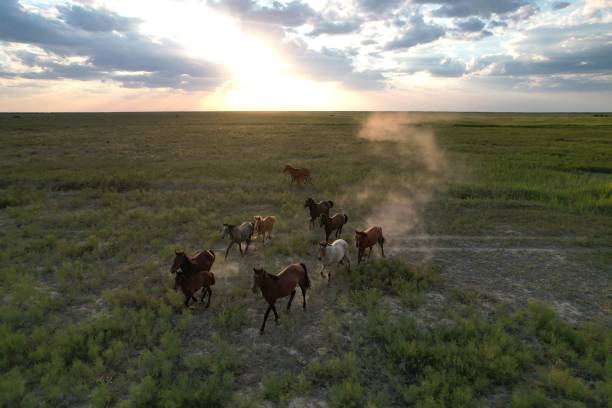Wild horses roaming the rural areas of the city of Kyzylorda. Horses running at sunset in Kazakhstan.