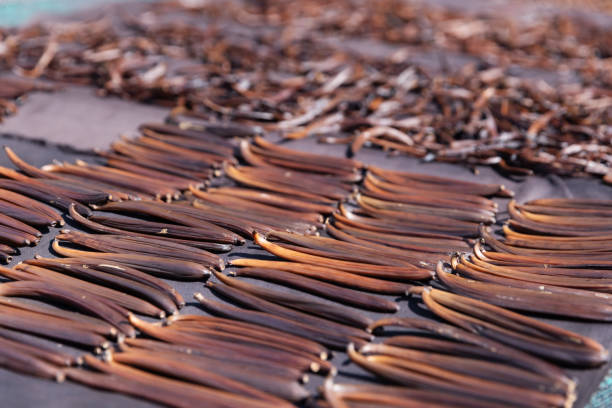 Grade A vanilla beans are spread out in rows, drying under the sun. The image showcases the high-quality beans, with rich brown color and an even arrangement, part of the vanilla curing process