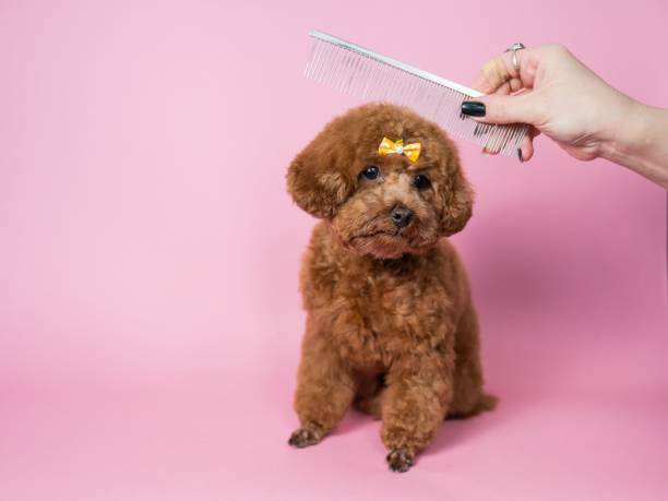 istock Woman combing a mini poodle on a pink background. 2196695907
