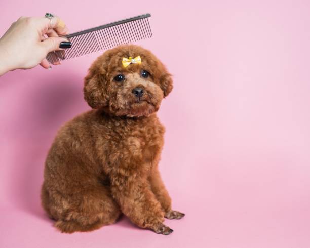 istock Woman combing a mini poodle on a pink background. 2196696053