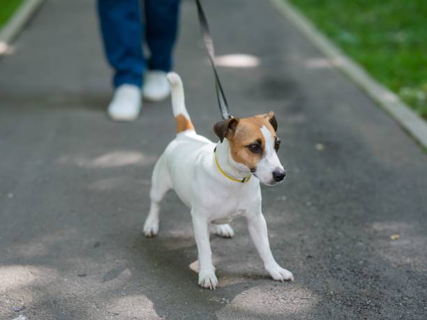 istock Jack Russell Terrier dog pulls hard on the leash while walking in the park. 2196696650