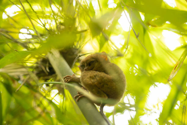 A close-up view of a tarsier gripping onto bamboo, its wide eyes peering intently. The image captures its delicate features in a vibrant jungle setting.