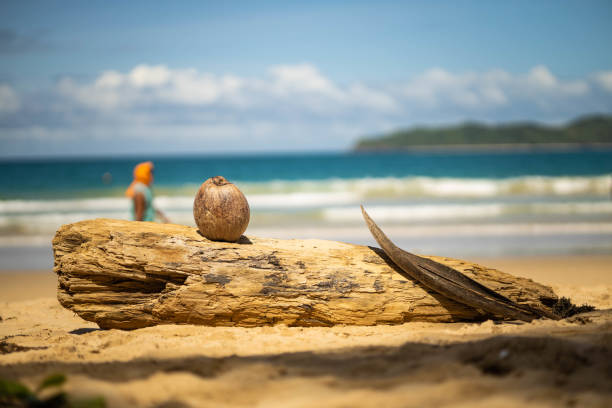 A coconut is placed on a piece of driftwood on a sandy beach, with waves in the background and a person in orange attire strolling along the shoreline.