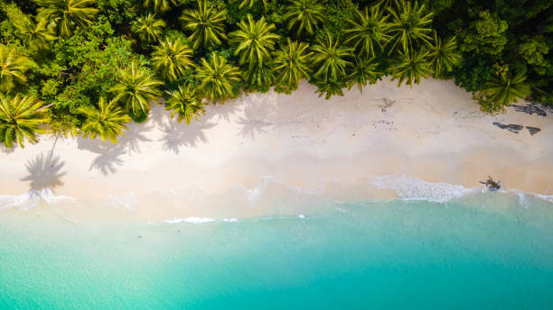 istock Lush palm forest meeting turquoise waters 2196698262