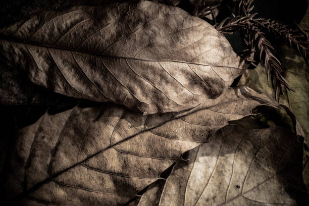Beautiful background of fallen leaves