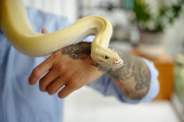 istock Handling Exotic Yellow Snake With Tattooed Arm 2196698591