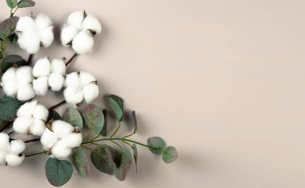 istock Pure cotton, organic textile concept, cotton flower branch flat lay on empty space beige background. 2196698702