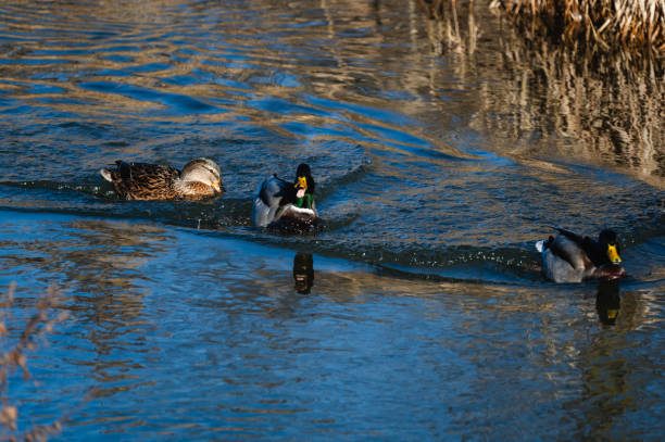 Three mallard ducks, two males and one female, swim in a line through clear blue water. The ripples reflect the sunlight, adding movement and vibrancy to this tranquil wildlife scene.