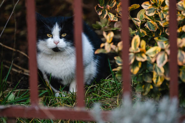 A black and white cat sits behind a red garden fence, surrounded by vibrant green grass and decorative bushes. Its attentive gaze adds a sense of curiosity to this peaceful garden scene.