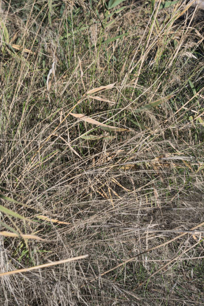 istock dried grass and bushes in the countryside. 2196702240