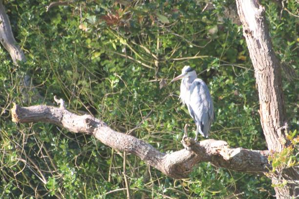 istock Ardea cinerea the Grey Heron on a tree branch by a river 2196704983