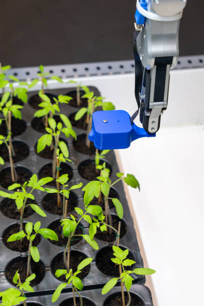 istock A robot in a greenhouse evaluates the quality of tomato seedlings using a sensor. Smart farming. 2196705681
