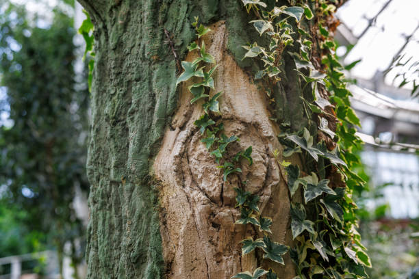 Close-up of green ivy growing on an old tree