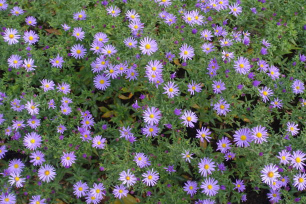 istock Many violet flowers of Michaelmas daisies in October 2196707895