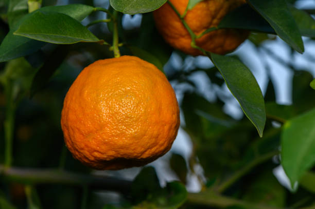 Juicy mandarin oranges dangle from green branches, basking in the soft light of a setting sun in a tranquil orchard.