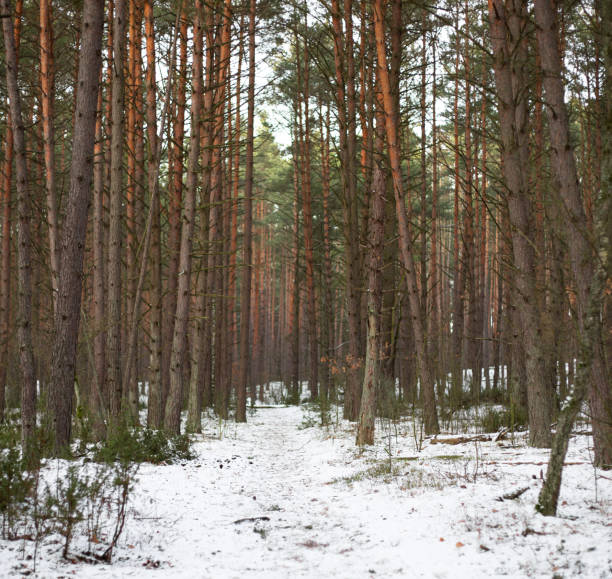 View of the winter forest. Tall trees among white snow