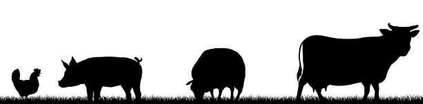 Farm Animals Silhouette Field Scene Landscape A farm animals scene with silhouettes of cows chicken, sheep and pig in a grass field scene landscape british beef cow stock illustrations