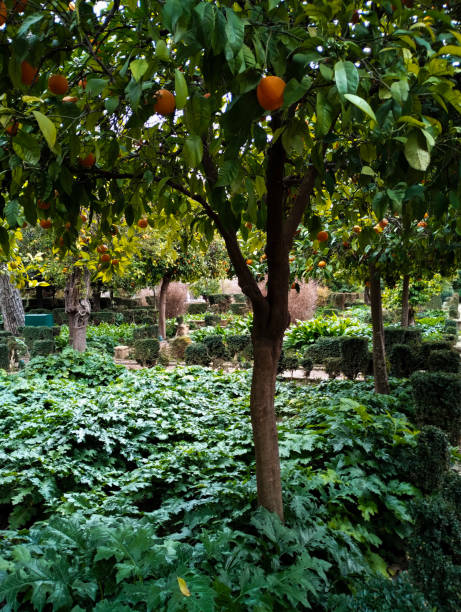 istock Orange trees in a garden 2196712222