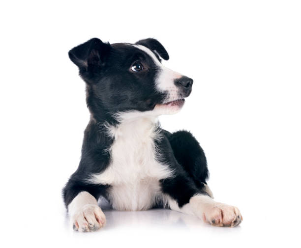 istock puppy border collie 2196712417