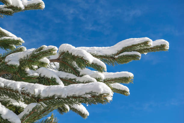 istock closeup on fir branches covered with snow on blue sky background 2196713234