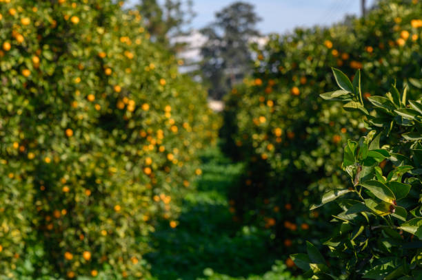 Rows of orange trees laden with ripe fruit stretch towards the horizon, bathed in warm sunlight, creating tranquility.